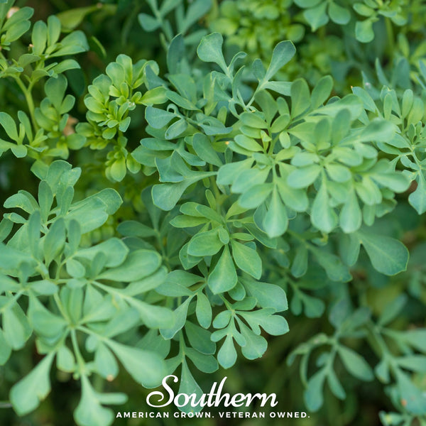 Rue Seeds