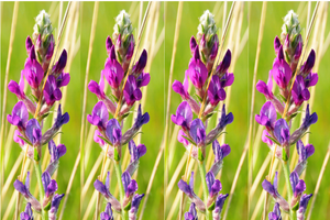 Purple Locoweed Seeds