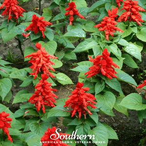 Scarlet Sage Seeds