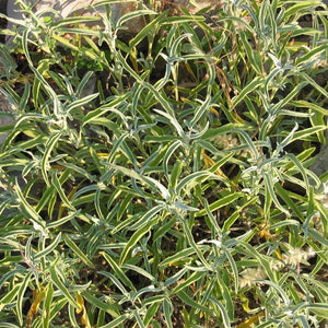 Sage Seeds (Organic)