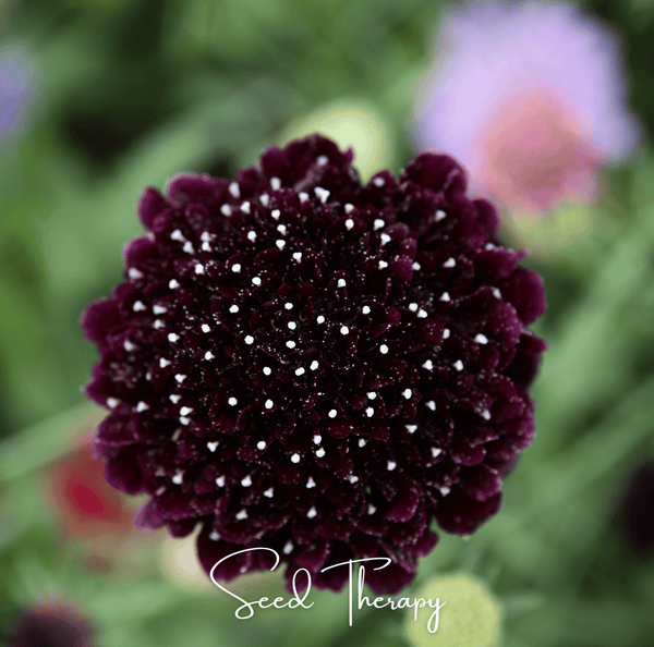 Black Knight Scabiosa Seeds