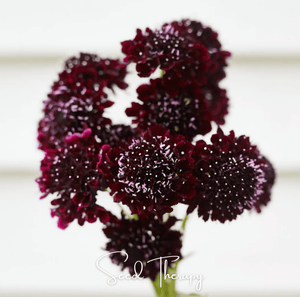 Black Knight Scabiosa Seeds