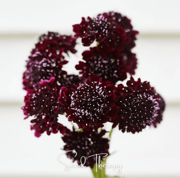 Black Knight Scabiosa Seeds