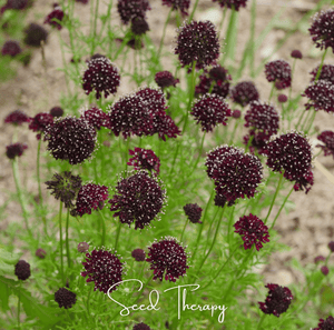Black Knight Scabiosa Seeds
