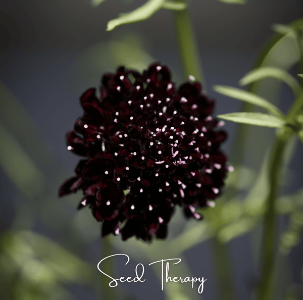Black Knight Scabiosa Seeds