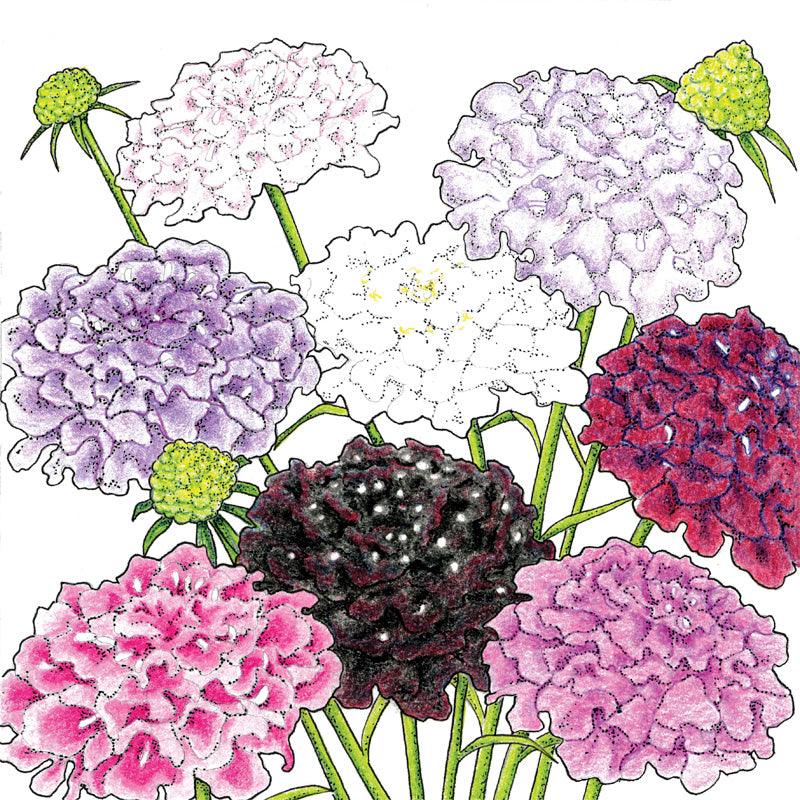 Dynamic Scabiosa Mix (Organic)