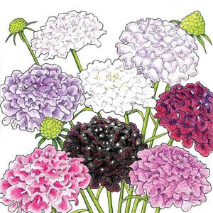 Dynamic Scabiosa Mix (Organic)