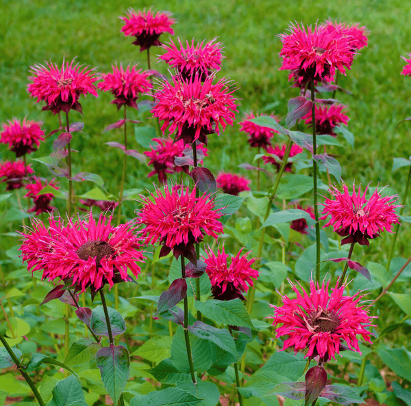 Scarlet Bee Balm Seeds