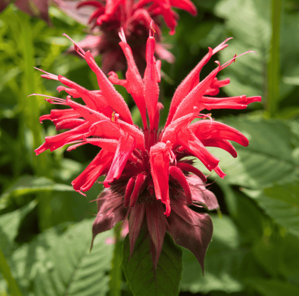 Scarlet Bee Balm Seeds