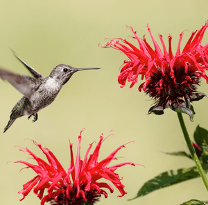 Scarlet Bee Balm Seeds