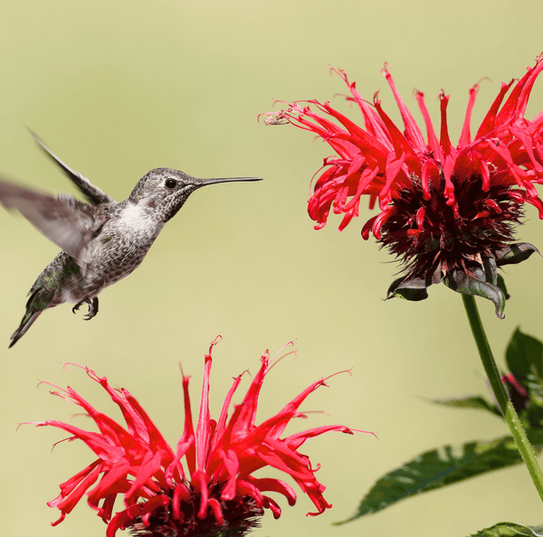 Scarlet Bee Balm Seeds