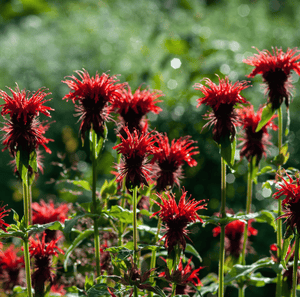 Scarlet Bee Balm Seeds