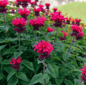 Scarlet Bee Balm Seeds