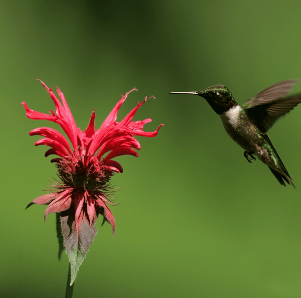 Scarlet Bee Balm Seeds