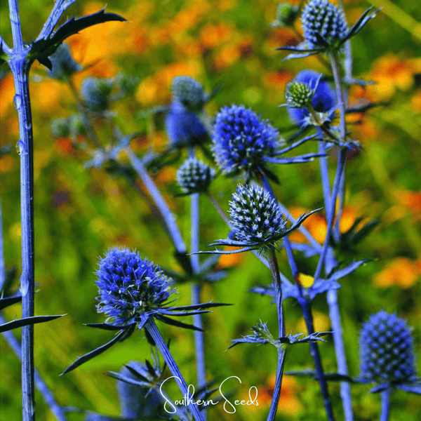 Alpine Sea Holly Seeds
