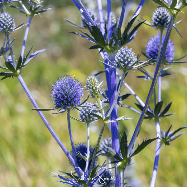 Alpine Sea Holly Seeds