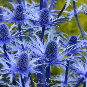 Alpine Sea Holly Seeds