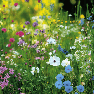Shady Area Wildflower Seed Mix