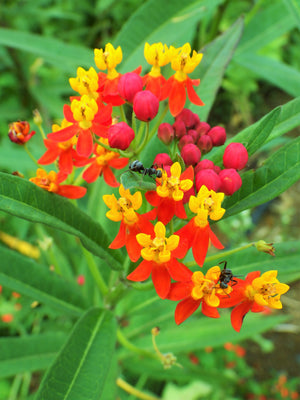 Sunset Milkweed Seeds