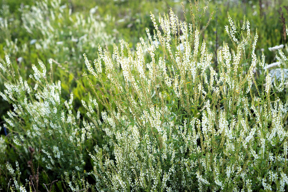 White Blossom Sweet Clover Flower Seeds (For Honey)