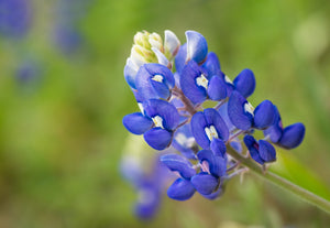 Texas Bluebonnet Lupine Seeds