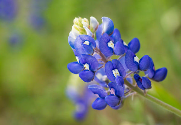 Texas Bluebonnet Lupine Seeds