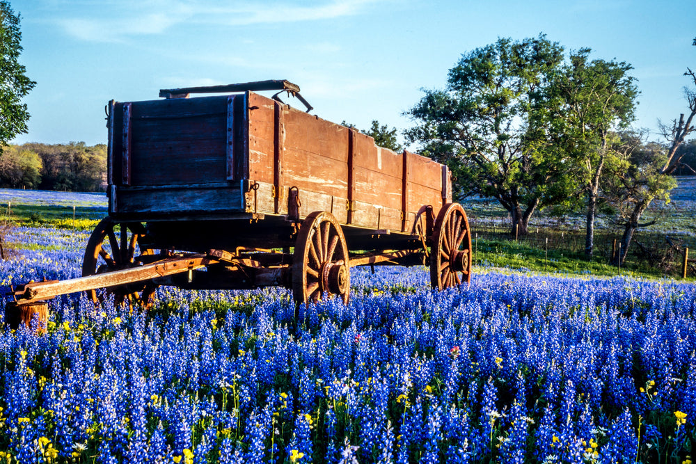 Texas Bluebonnet Lupine Seeds