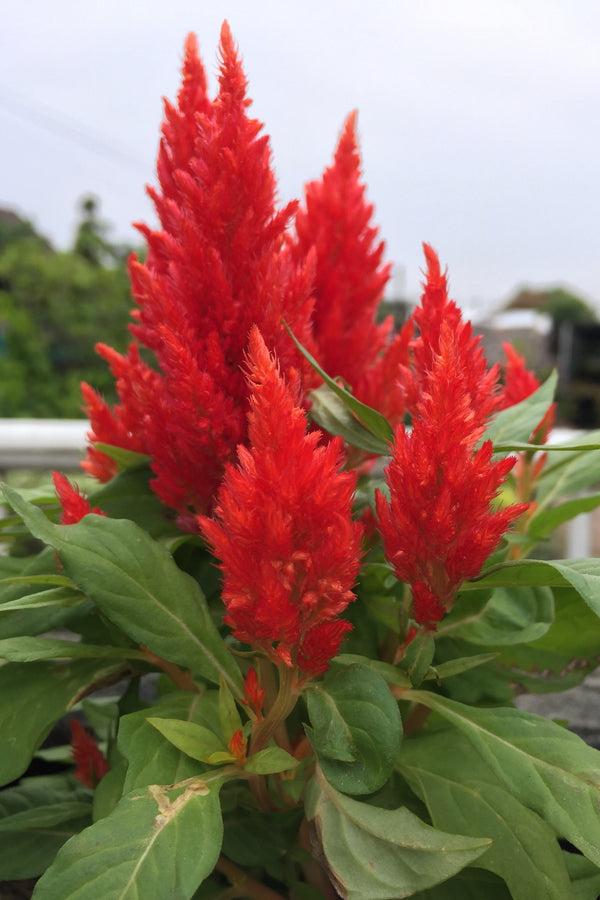 Celosia Pampas Plumes - Mix Seeds
