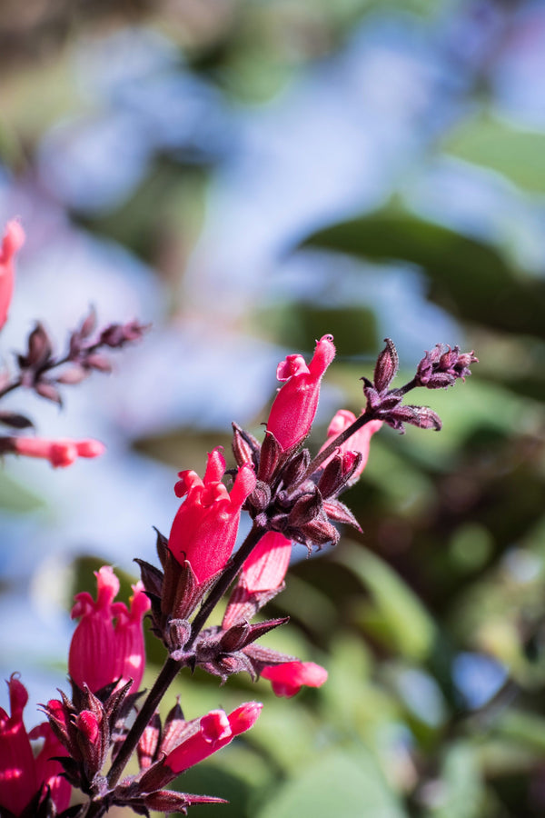 Hummingbird Sage Seeds - Certified Organic