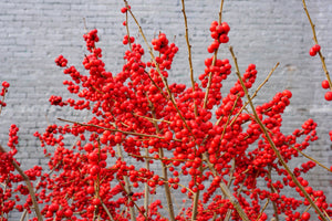 Winterberry Seeds