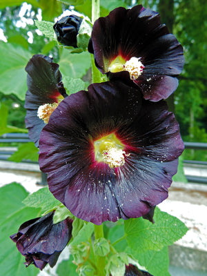 Black Hollyhock Seeds