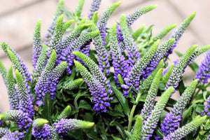 Blue Bouquet Veronica Seeds