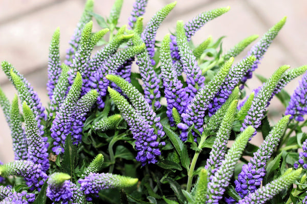 Blue Bouquet Veronica Seeds