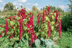 Love Lies Bleeding Amaranthus Seeds