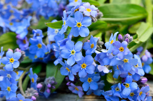 Forget-Me-Not Seeds
