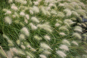 White Fountain Grass Seeds