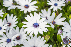 White African Cape Daisy Seeds