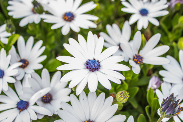 White African Cape Daisy Seeds