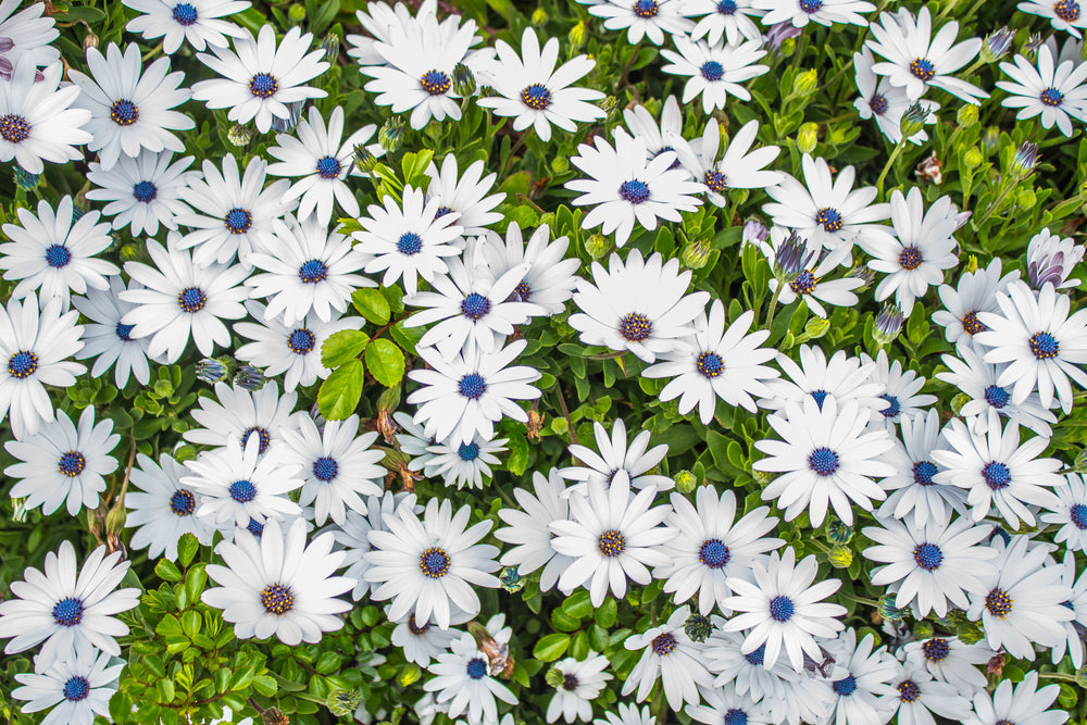 White African Cape Daisy Seeds