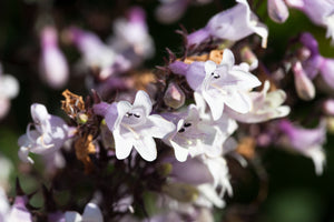 Husker Red Penstemon Seeds