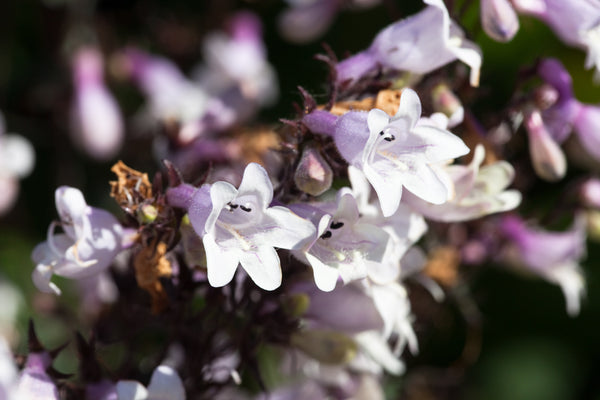 Husker Red Penstemon Seeds