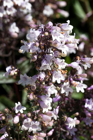 Husker Red Penstemon Seeds