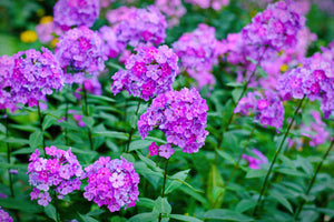 New Hybrids Mix Tall Garden Phlox Seeds