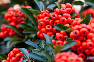 Scarlet Firethorn Bush Seeds