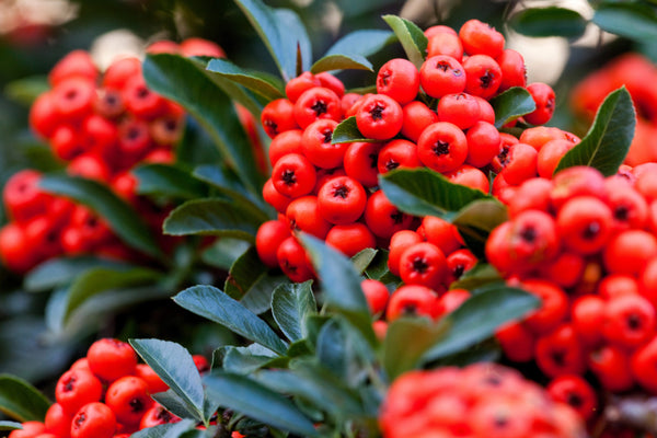 Scarlet Firethorn Bush Seeds