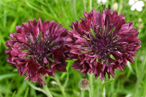 Black Bachelor's Button Seeds