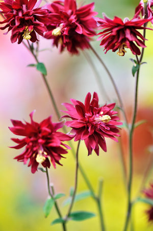 Tall Double Columbine Seeds (Mixed Colors)
