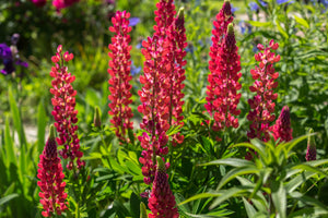 Red Lupine 'My Castle' Seeds