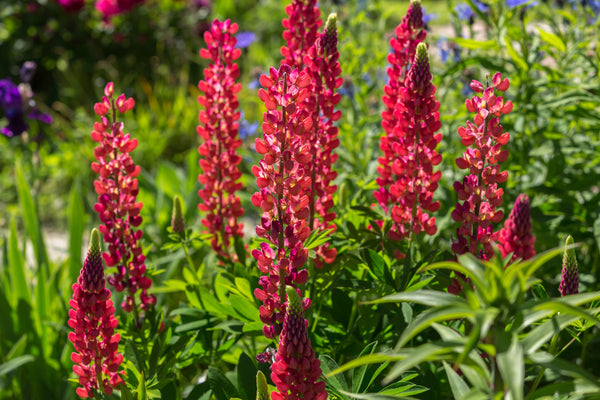 Red Lupine 'My Castle' Seeds