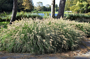 Dwarf Fountain Grass Seeds